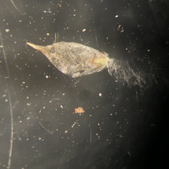 Gamochaeta simplicicaulis