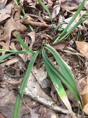 Carex blanda