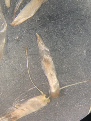 Gamochaeta simplicicaulis