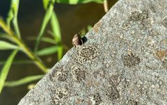 Pseudocneorhinus obesus