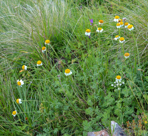Cota melanoloma (Cota melanoloma)