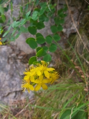 Hypericum nummularium