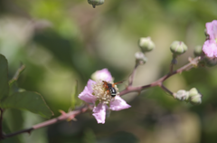 Notanthidium steloides