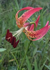Lilium pyrophilum