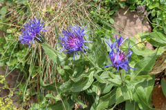 Centaurea nigrofimbria