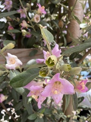 Lagunaria