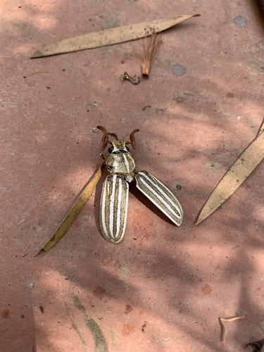 photo of Ten-lined June Beetle (Polyphylla decemlineata)