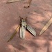 photo of Ten-lined June Beetle (Polyphylla decemlineata)