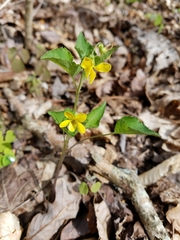 Viola pubescens
