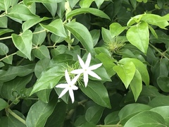Jasminum nitidum