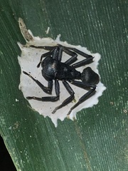 Aphantochilus rogersi