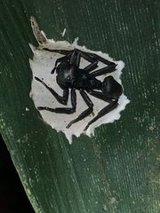 Aphantochilus rogersi