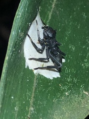 Aphantochilus rogersi