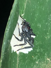 Aphantochilus rogersi