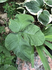 Arisaema triphyllum
