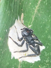 Aphantochilus rogersi