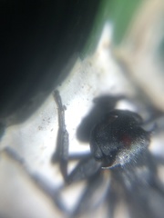 Aphantochilus rogersi