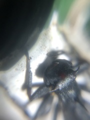 Aphantochilus rogersi