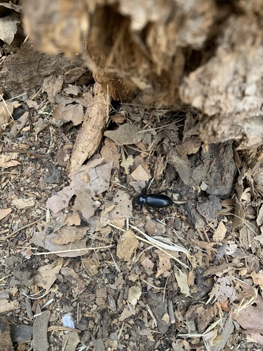 photo of Darkling Beetles (Tenebrionidae)