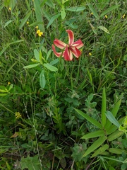 Lilium pyrophilum