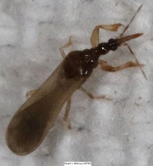 Enicocephalidae