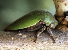Hebetica sylviae