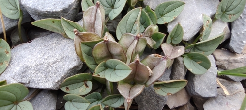 Dioscorea pyrenaica, photograph 1
