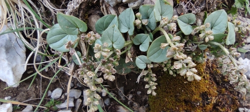 Dioscorea pyrenaica, photograph 2