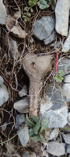 Dioscorea pyrenaica, photograph 3