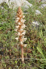 Orobanche amethystea amethystea
