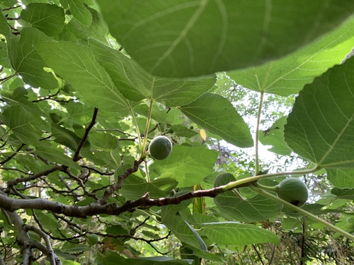 photo of Common Fig (Ficus carica)