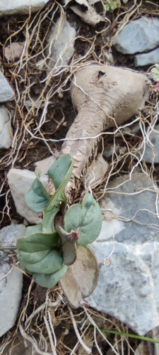 Dioscorea pyrenaica, photograph 4