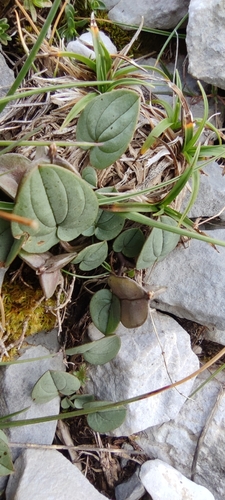 Dioscorea pyrenaica, photograph 5