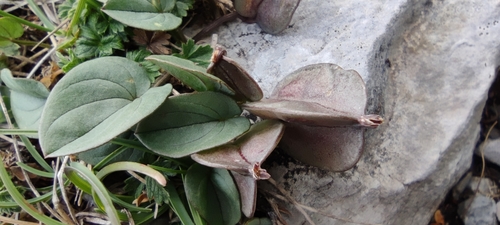 Dioscorea pyrenaica, photograph 6
