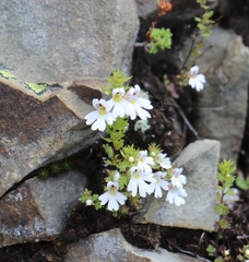 Euphrasia alboffii