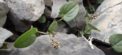 Dioscorea pyrenaica
