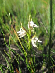 Prasophyllum striatum