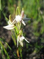 Prasophyllum striatum
