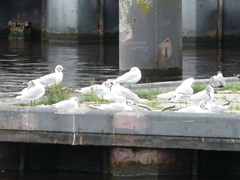 Chroicocephalus ridibundus