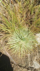 Psammotropha myriantha