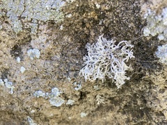 Dendrographa