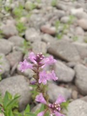 Physostegia parviflora