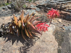 Aloe perfoliata