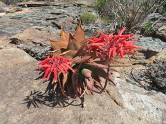 Aloe perfoliata