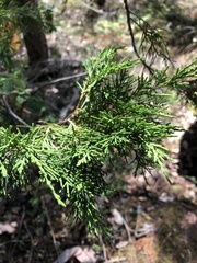 Juniperus maritima