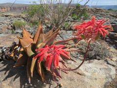 Aloe perfoliata