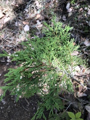 Juniperus maritima