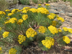 Hymenolepis crithmifolia