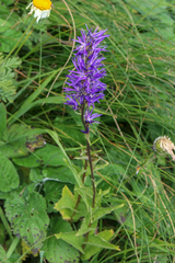 Asyneuma campanuloides