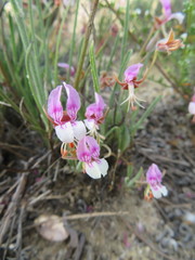 Pelargonium caespitosum